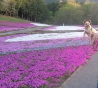 芝桜