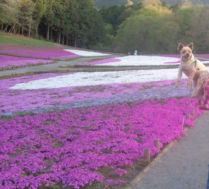 2016.4.17　秩父芝桜