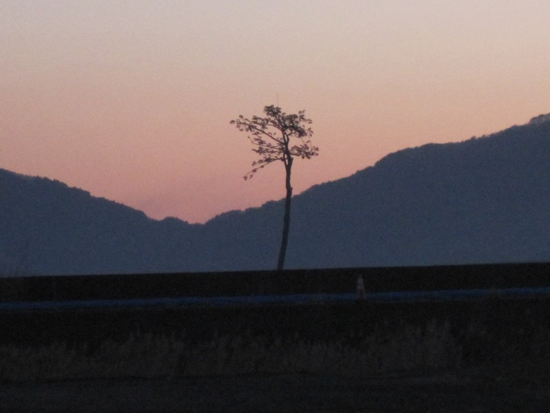 陸前高田：奇跡の一本松