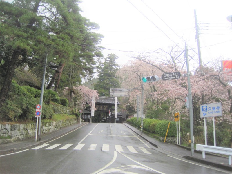 山梨県：身延山久遠寺の桜