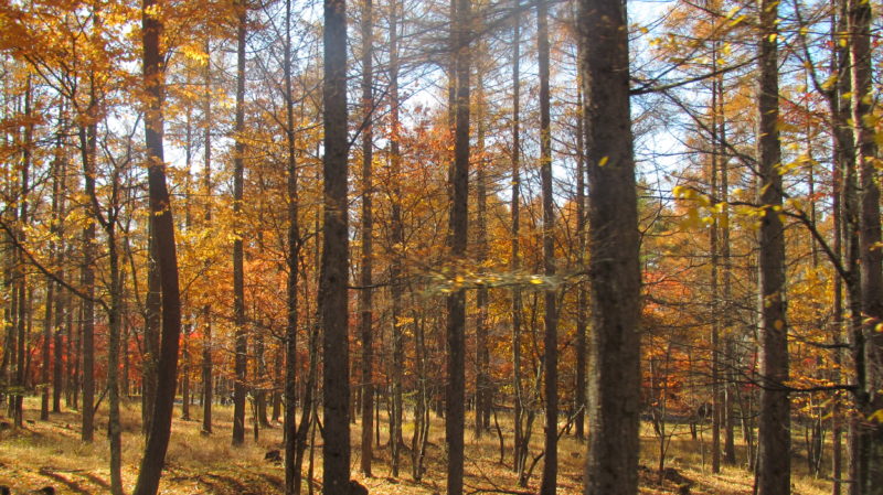 八ヶ岳　紅葉