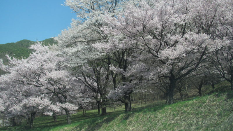高遠城址公園さくら祭り　2024／4／14